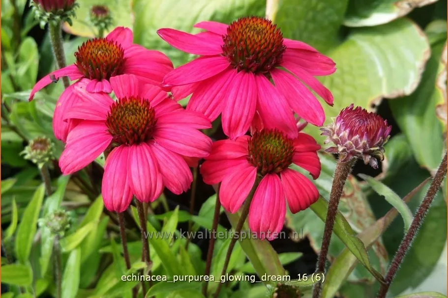 Echinacea purpurea 'Glowing Dream'