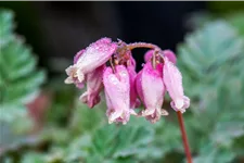 Dicentra formosa