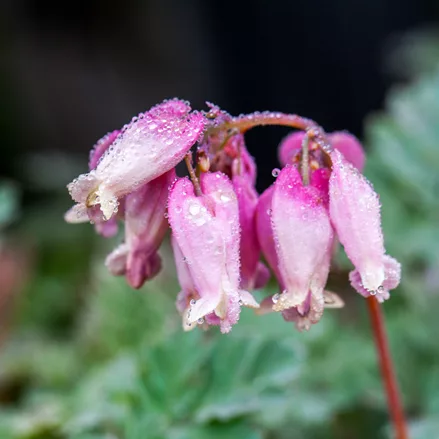 Dicentra formosa