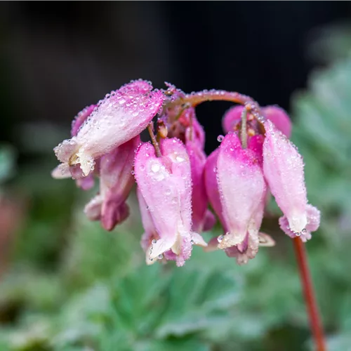 Dicentra formosa