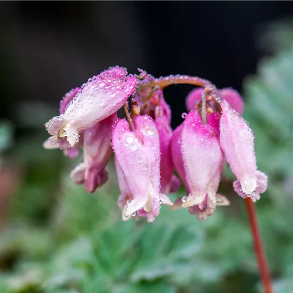 Dicentra formosa 'Luxuriant'