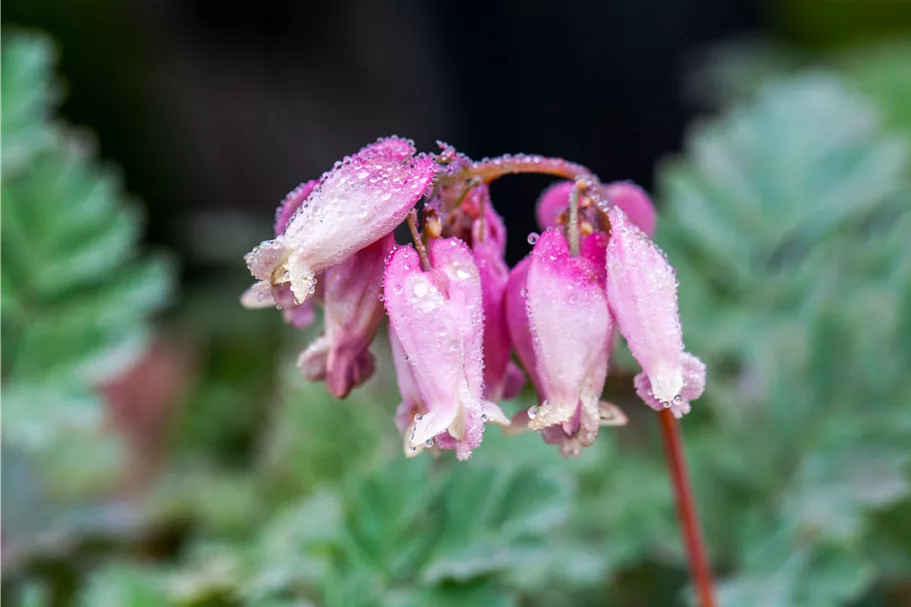 Dicentra formosa