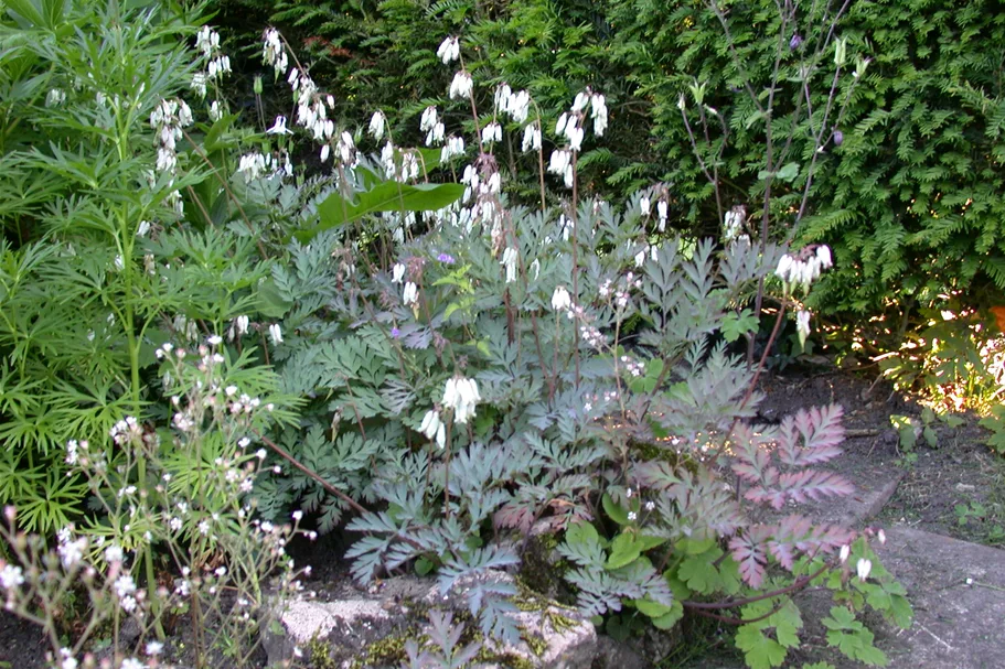 Dicentra formosa