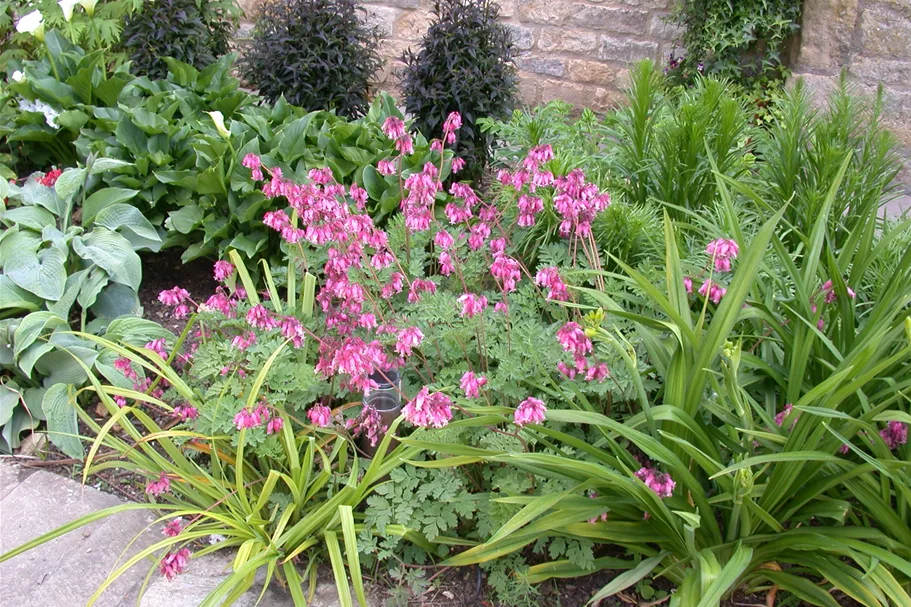Dicentra formosa