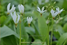 Dodecatheon meadia 'Album'