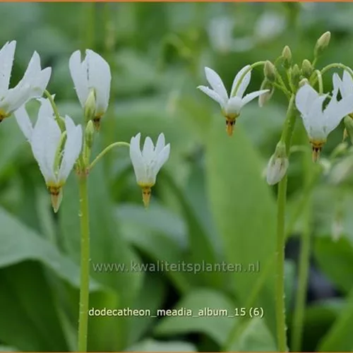 Dodecatheon meadia 'Album'