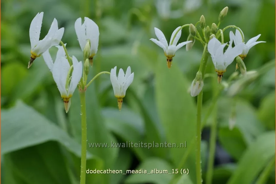 Dodecatheon meadia 'Album'