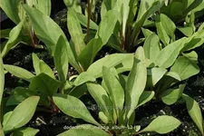 Dodecatheon meadia 'Album'