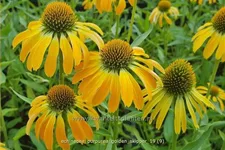 Echinacea purpurea 'Golden Skipper'