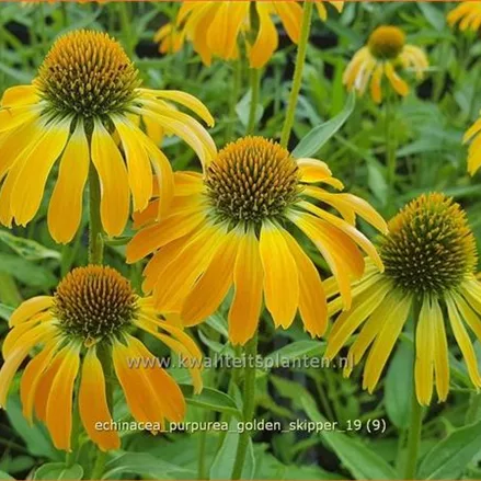 Echinacea purpurea 'Golden Skipper'
