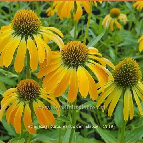 Echinacea purpurea 'Golden Skipper'