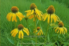 Echinacea purpurea 'Golden Skipper'