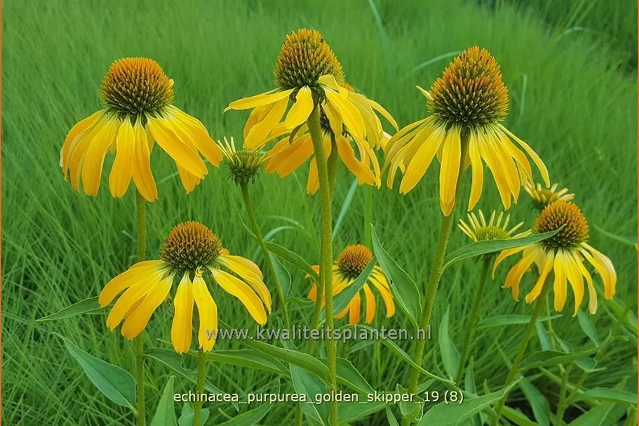Echinacea purpurea 'Golden Skipper'