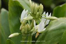 Dodecatheon meadia 'Album'