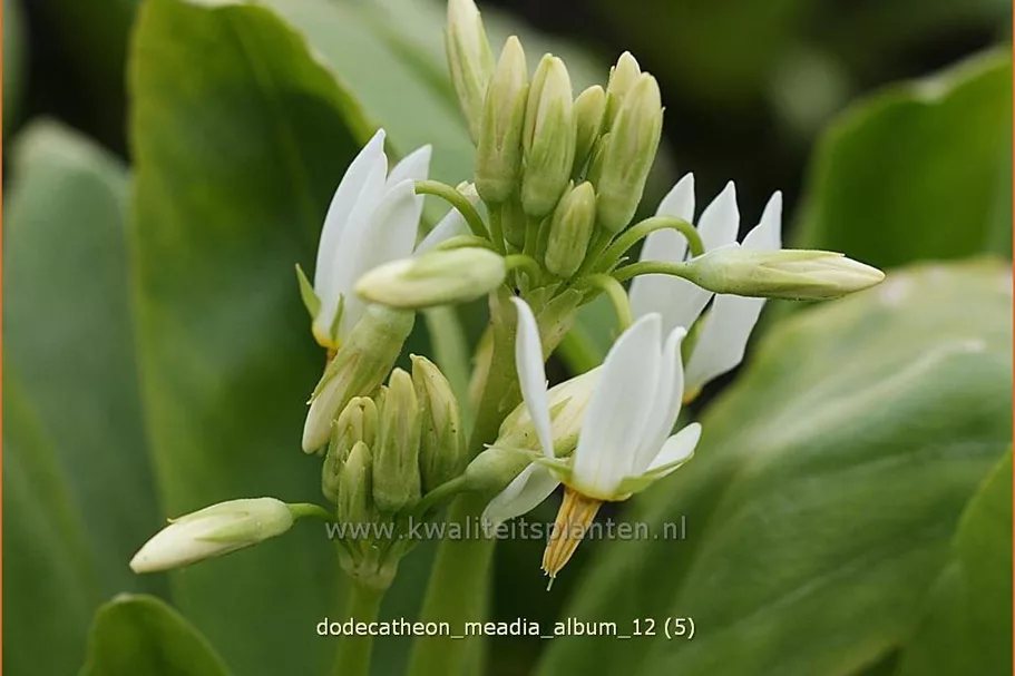 Dodecatheon meadia 'Album'