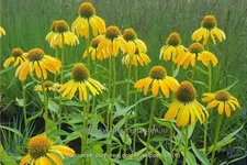 Echinacea purpurea 'Golden Skipper'