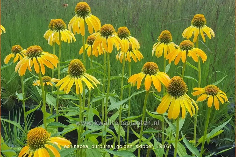 Echinacea purpurea 'Golden Skipper'