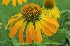 Echinacea purpurea 'Golden Skipper'