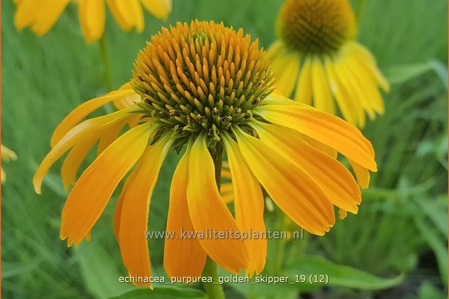 Echinacea purpurea 'Golden Skipper'