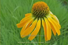 Echinacea purpurea 'Golden Skipper'