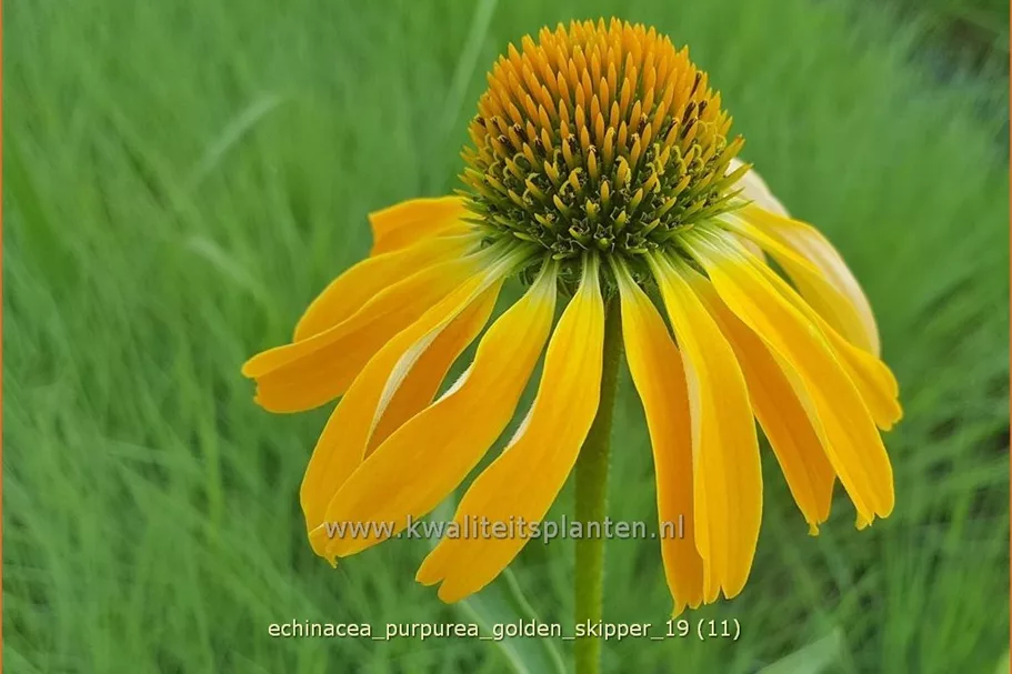 Echinacea purpurea 'Golden Skipper'