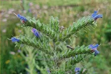 Echium vulgare