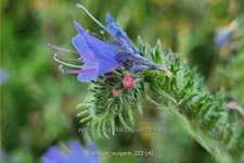 Echium vulgare