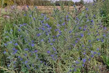 Echium vulgare