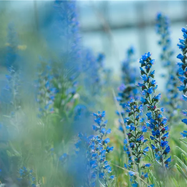 Echium vulgare