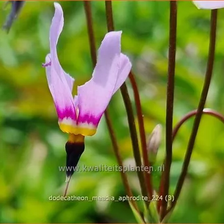 Dodecatheon meadia 'Aphrodite'