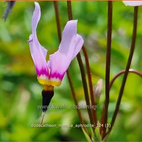 Dodecatheon meadia 'Aphrodite'