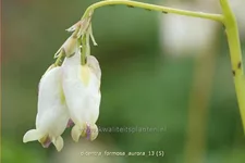 Dicentra formosa 'Aurora'