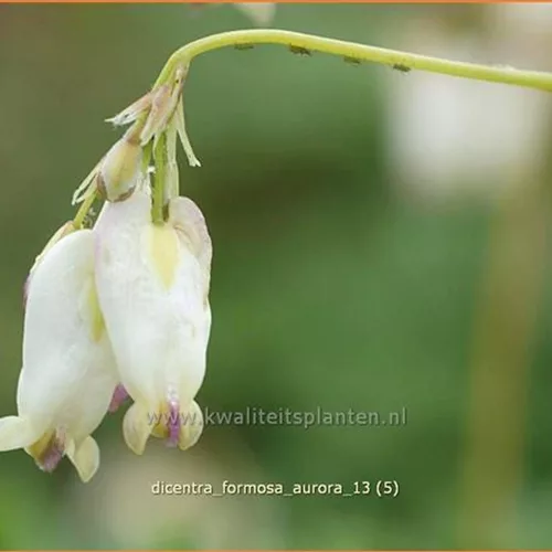 Dicentra formosa 'Aurora'