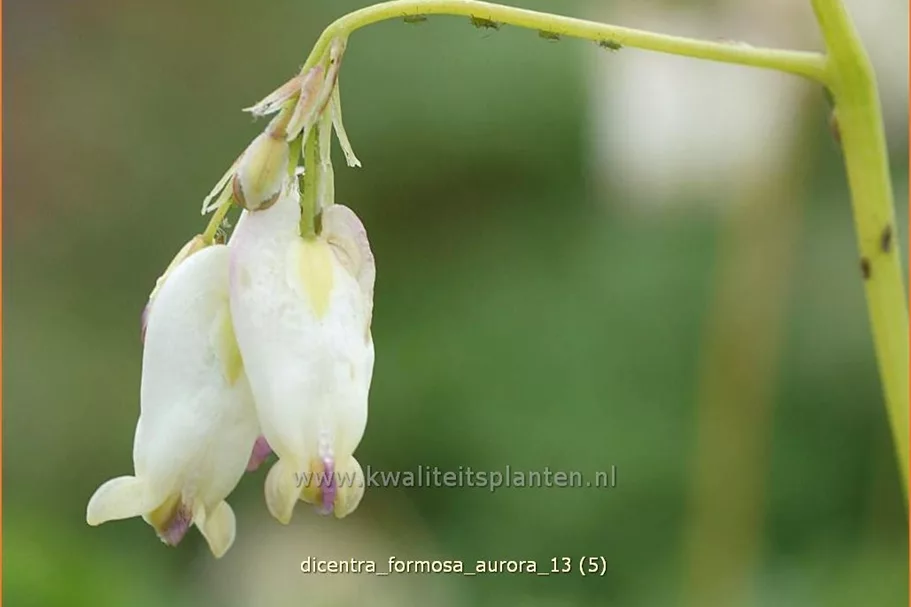 Dicentra formosa 'Aurora'