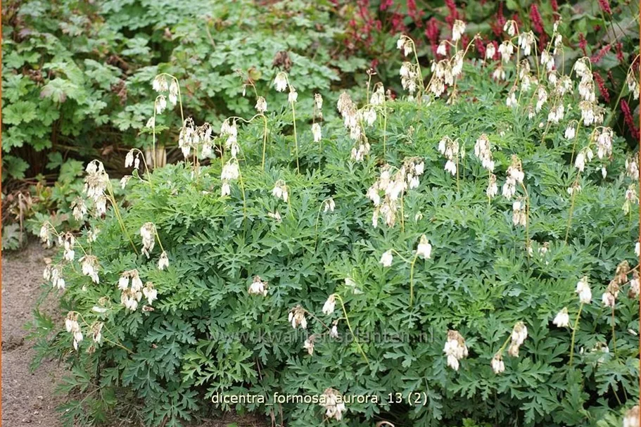 Dicentra formosa 'Aurora'