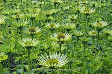 Echinacea purpurea 'Green Jewel'