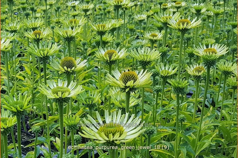 Echinacea purpurea 'Green Jewel'