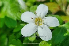 Ellisiophyllum pinnatum