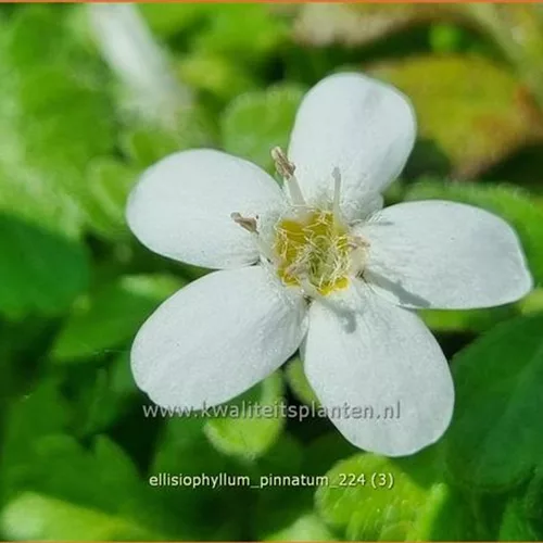 Ellisiophyllum pinnatum
