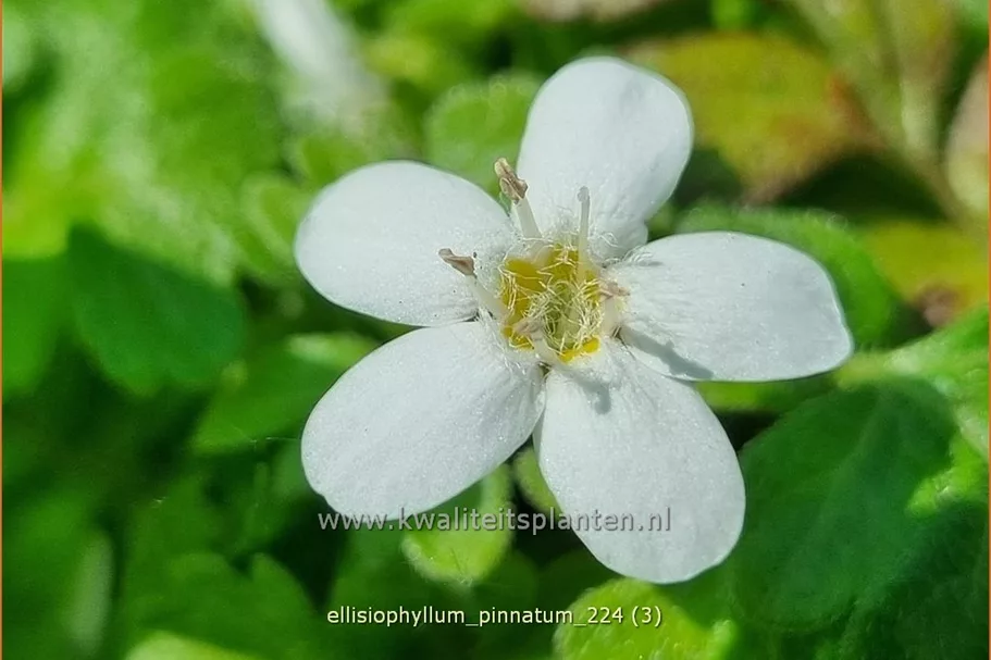 Ellisiophyllum pinnatum