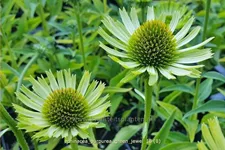 Echinacea purpurea 'Green Jewel'