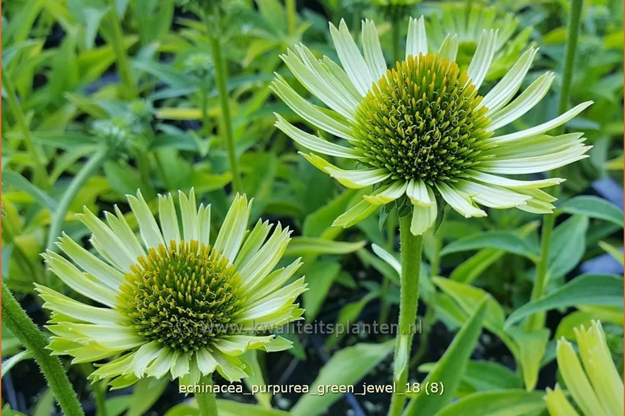 Echinacea purpurea 'Green Jewel'