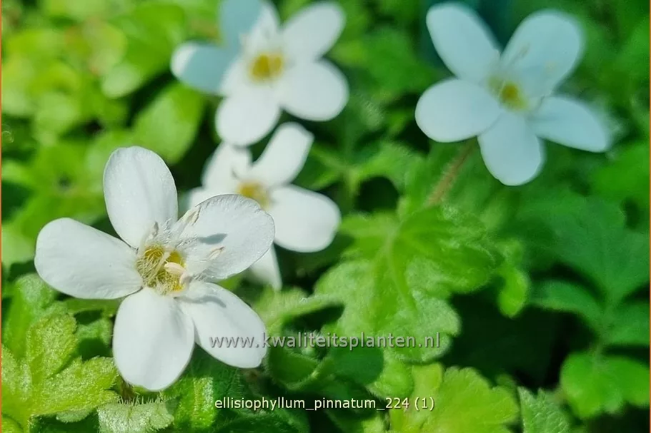 Ellisiophyllum pinnatum