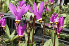 Dodecatheon meadia 'Queen Victoria'