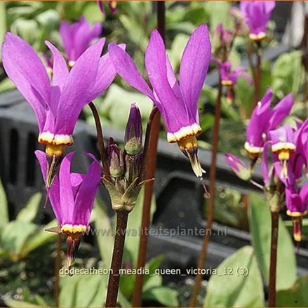 Dodecatheon meadia 'Queen Victoria'