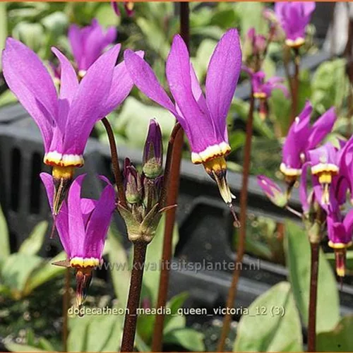 Dodecatheon meadia 'Queen Victoria'