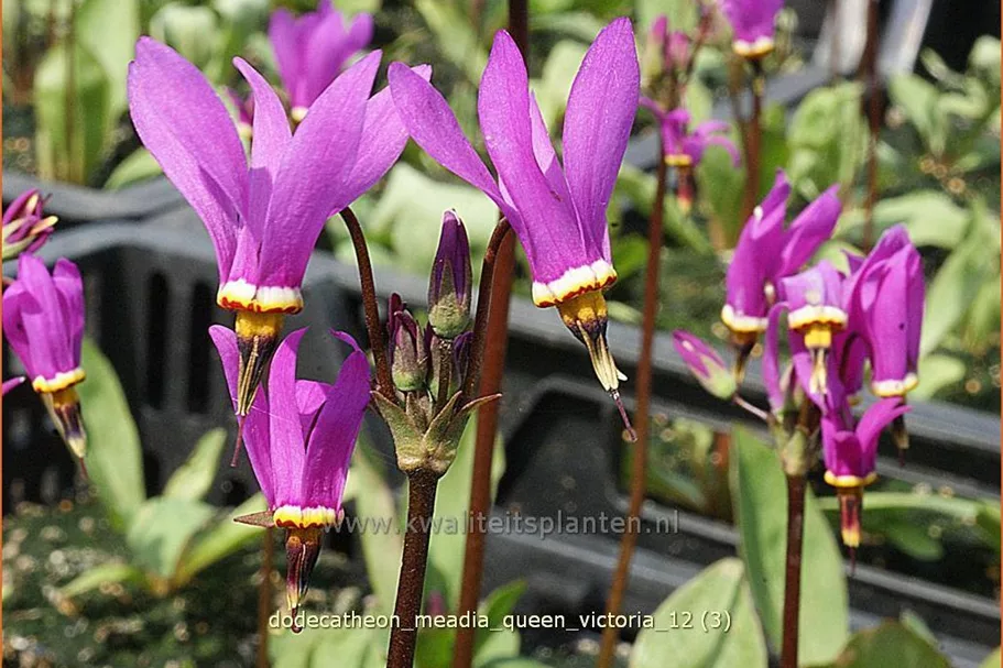 Dodecatheon meadia 'Queen Victoria'