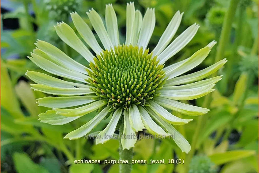 Echinacea purpurea 'Green Jewel'