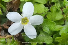 Ellisiophyllum pinnatum