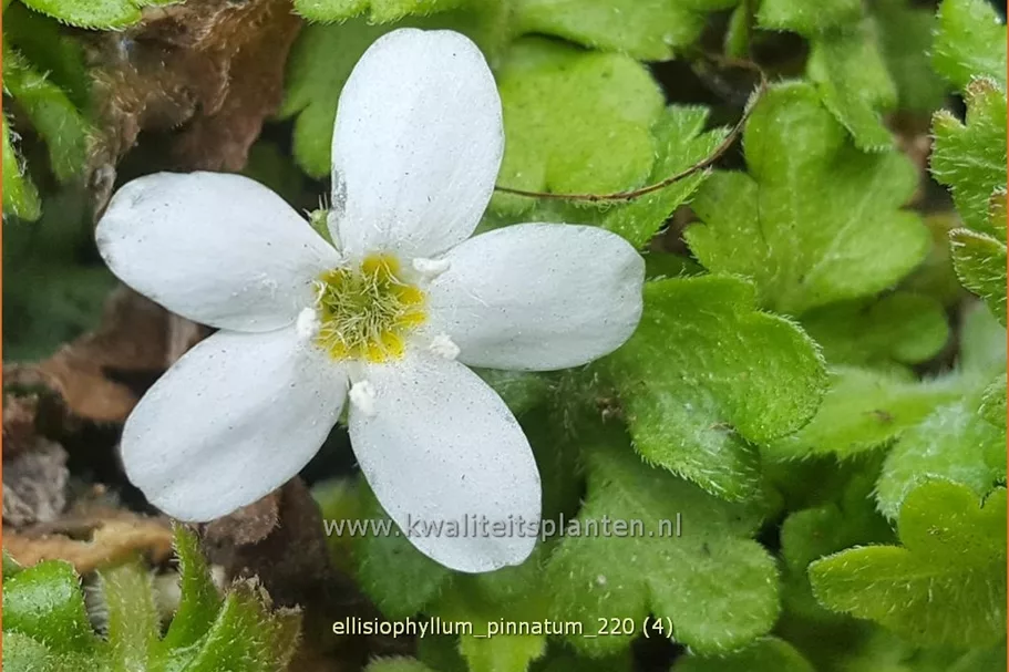 Ellisiophyllum pinnatum
